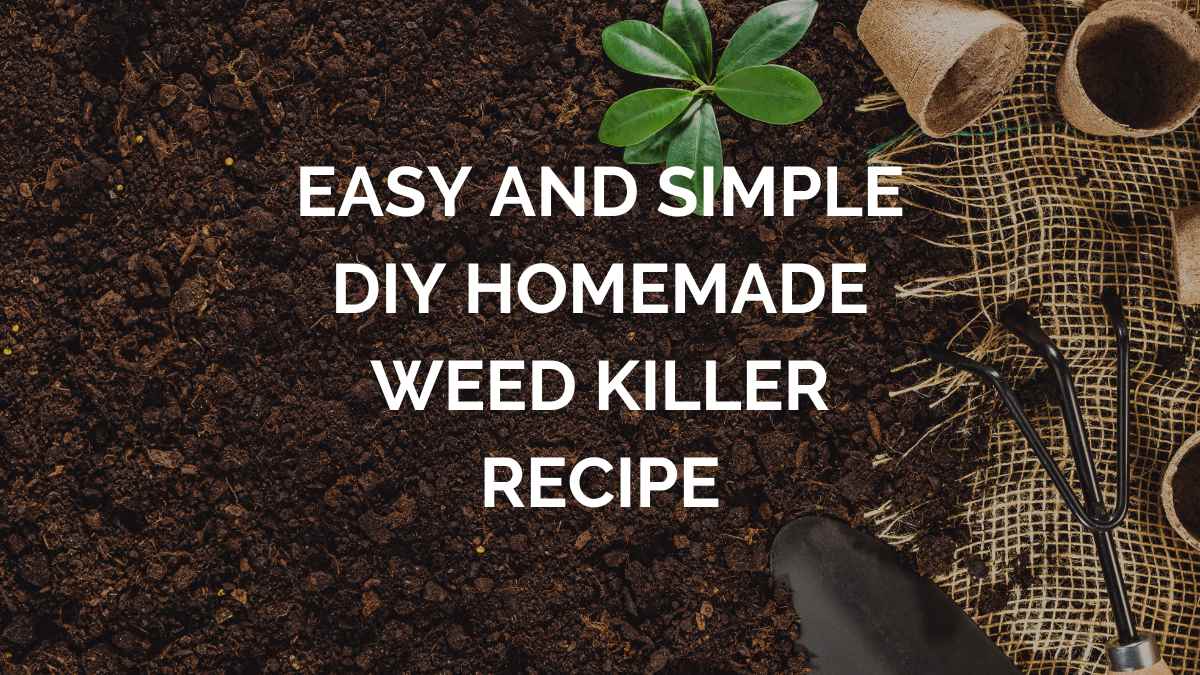 Easy and Simple DIY Homemade Weed Killer Recipe